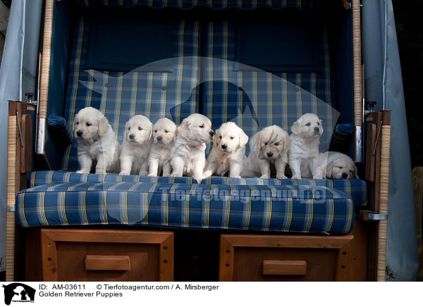 Golden Retriever Welpen / Golden Retriever Puppies / AM-03611