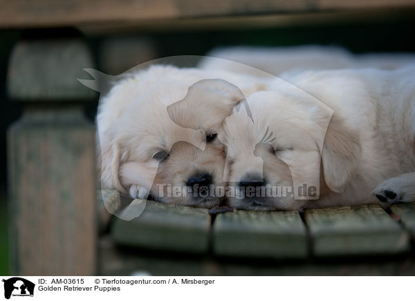 Golden Retriever Welpen / Golden Retriever Puppies / AM-03615
