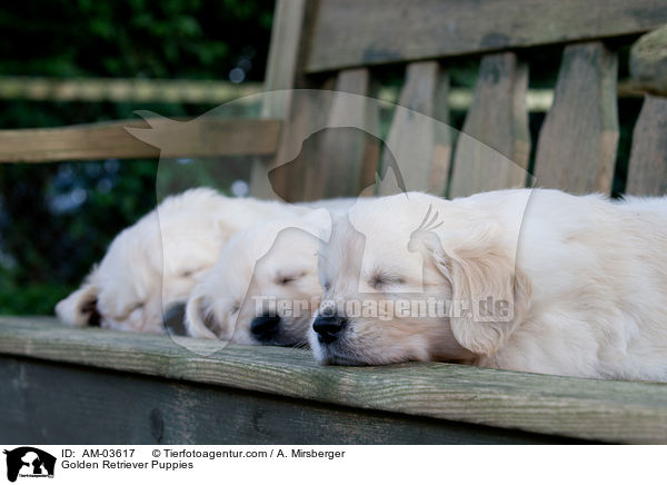 Golden Retriever Welpen / Golden Retriever Puppies / AM-03617