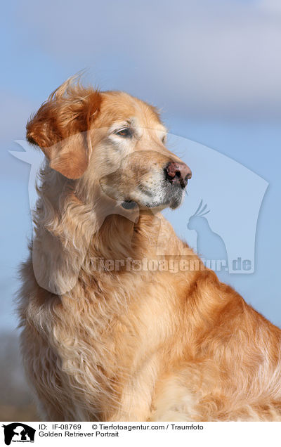 Golden Retriever Portrait / Golden Retriever Portrait / IF-08769