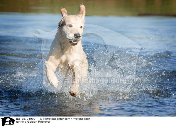 running Golden Retriever / BS-04909