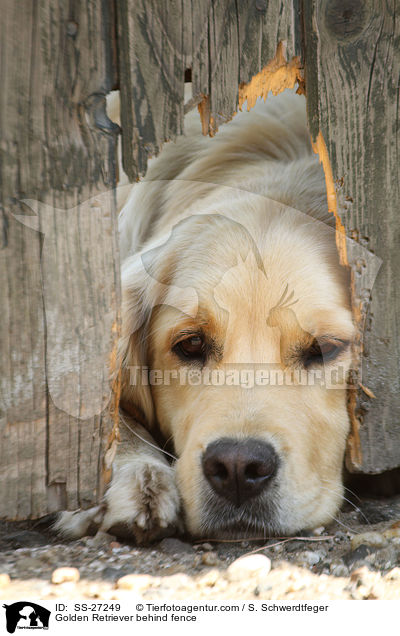 Golden Retriever hinter Zaun / Golden Retriever behind fence / SS-27249