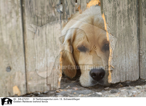 Golden Retriever hinter Zaun / Golden Retriever behind fence / SS-27251