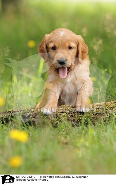 Golden Retriever Welpe / Golden Retriever Puppy / DG-05219