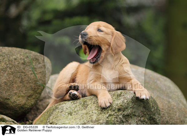 Golden Retriever Welpe / Golden Retriever Puppy / DG-05226