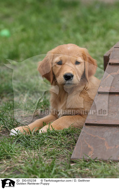 Golden Retriever Welpe / Golden Retriever Puppy / DG-05238