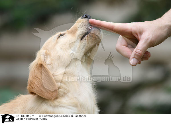 Golden Retriever Welpe / Golden Retriever Puppy / DG-05271