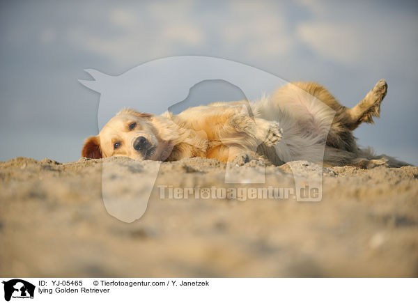 liegender Golden Retriever / lying Golden Retriever / YJ-05465
