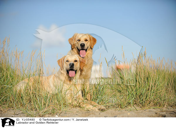 Labrador und Golden Retriever / Labrador and Golden Retriever / YJ-05480
