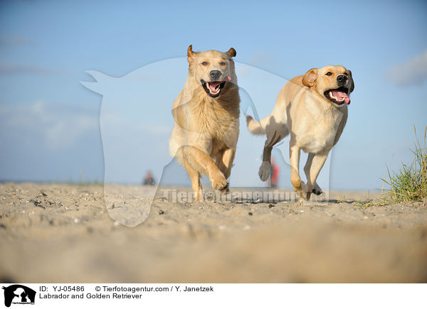 Labrador und Golden Retriever / Labrador and Golden Retriever / YJ-05486