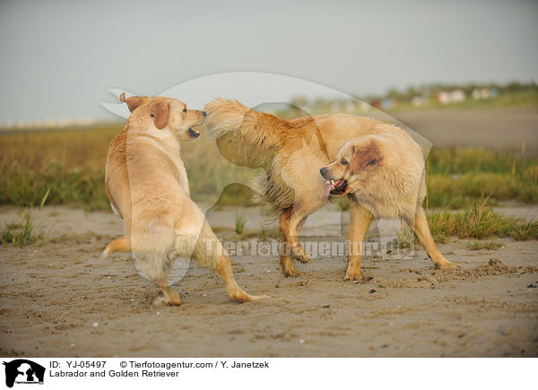 Labrador und Golden Retriever / Labrador and Golden Retriever / YJ-05497