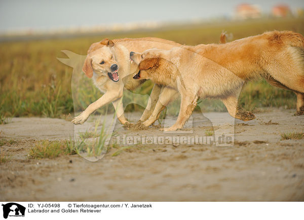 Labrador und Golden Retriever / Labrador and Golden Retriever / YJ-05498
