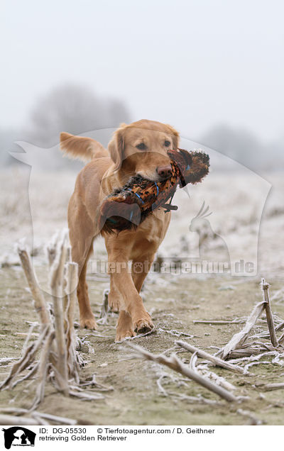 apportierender Golden Retriever / retrieving Golden Retriever / DG-05530