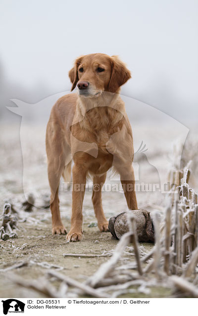 Golden Retriever / Golden Retriever / DG-05531