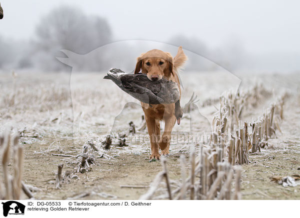 apportierender Golden Retriever / retrieving Golden Retriever / DG-05533