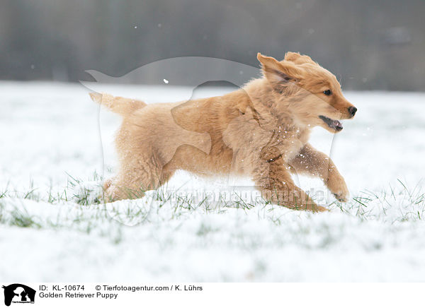 Golden Retriever Welpe / Golden Retriever Puppy / KL-10674