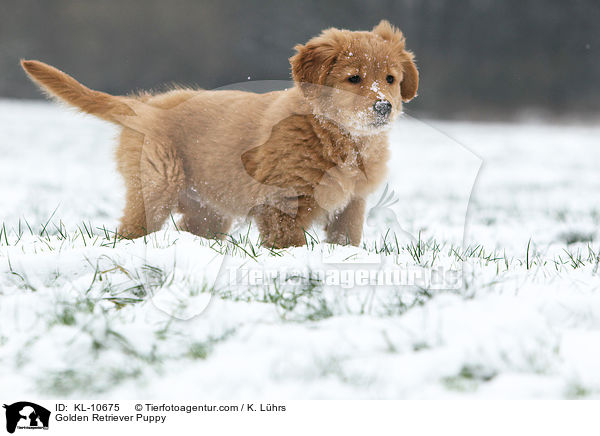 Golden Retriever Welpe / Golden Retriever Puppy / KL-10675