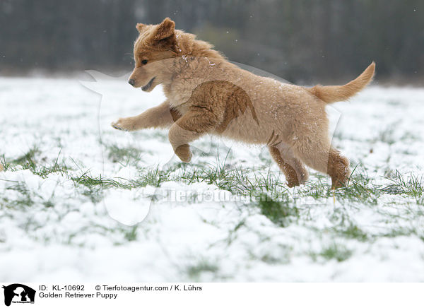 Golden Retriever Welpe / Golden Retriever Puppy / KL-10692