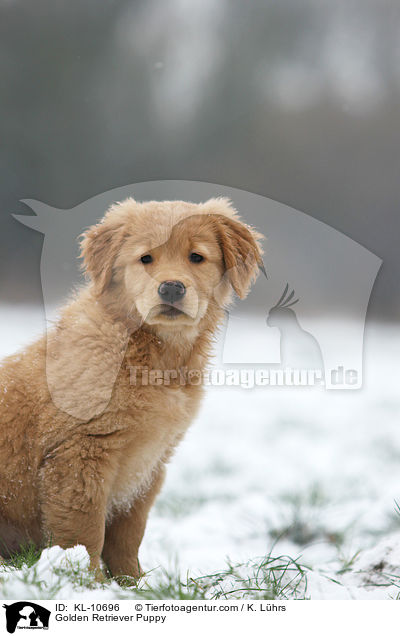 Golden Retriever Welpe / Golden Retriever Puppy / KL-10696