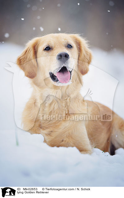 liegender Golden Retriever / lying Golden Retriever / NN-02653