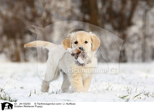 Golden Retriever Puppy / JH-18293