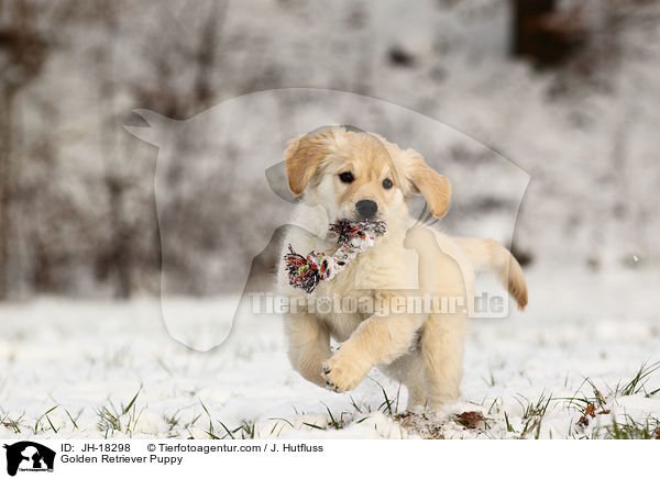 Golden Retriever Puppy / JH-18298