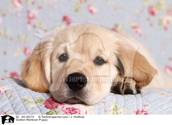 Golden Retriever Puppy / JH-18315