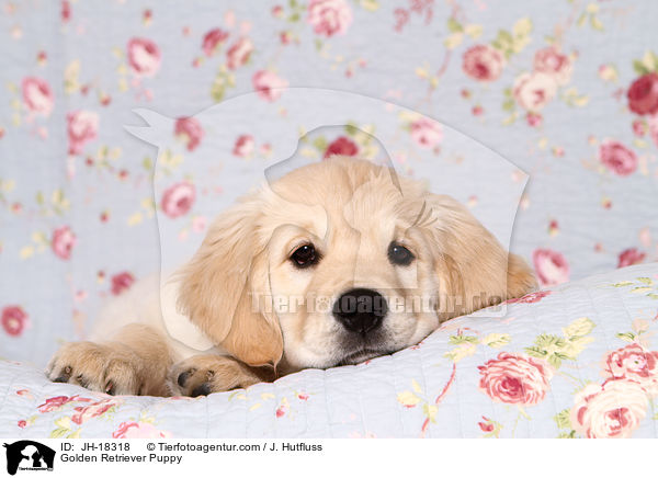 Golden Retriever Welpe / Golden Retriever Puppy / JH-18318