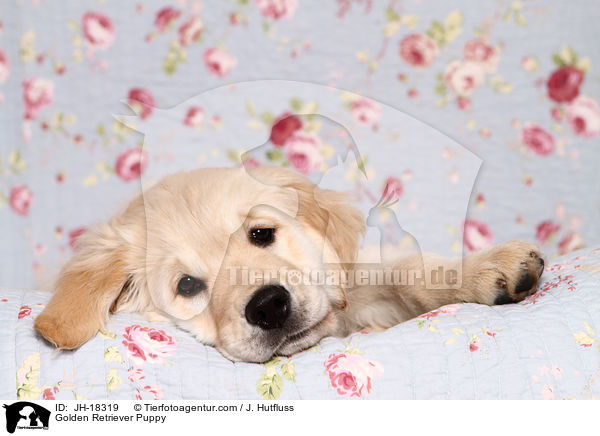 Golden Retriever Puppy / JH-18319