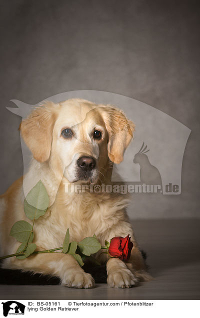 liegender Golden Retriever / lying Golden Retriever / BS-05161