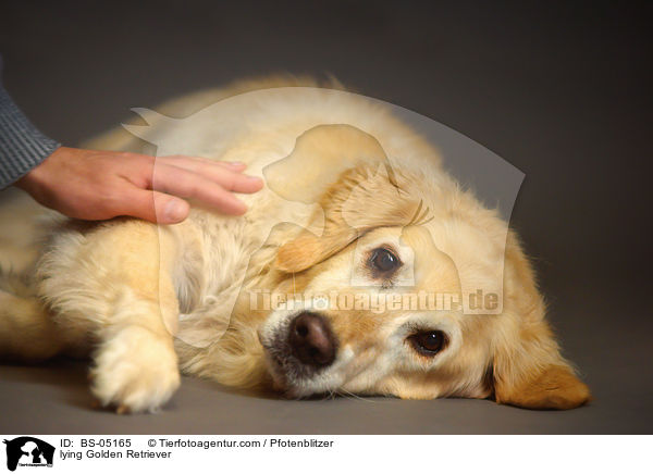 lying Golden Retriever / BS-05165