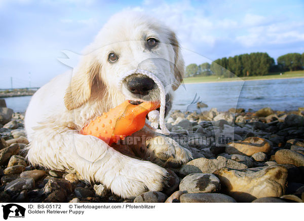 Golden Retriever Welpe / Golden Retriever Puppy / BS-05172