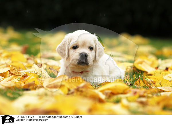 Golden Retriever Puppy / KL-11125