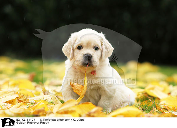 Golden Retriever Puppy / KL-11127