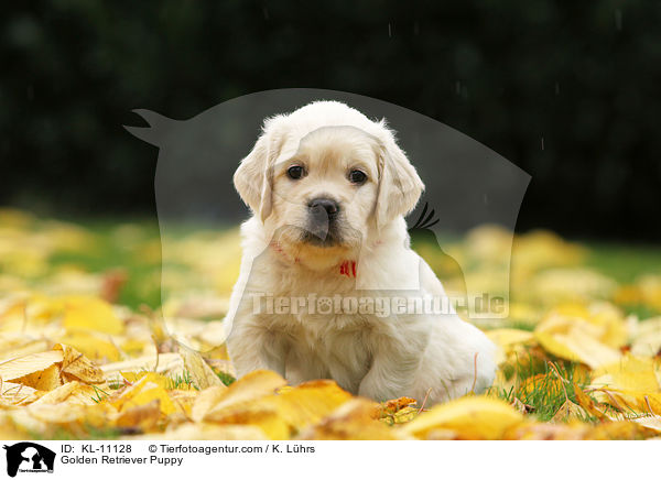 Golden Retriever Welpe / Golden Retriever Puppy / KL-11128