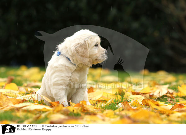 Golden Retriever Welpe / Golden Retriever Puppy / KL-11135