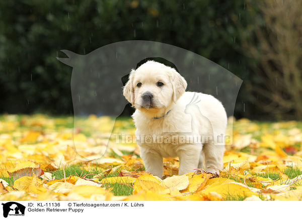 Golden Retriever Puppy / KL-11136