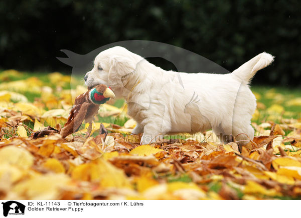 Golden Retriever Welpe / Golden Retriever Puppy / KL-11143
