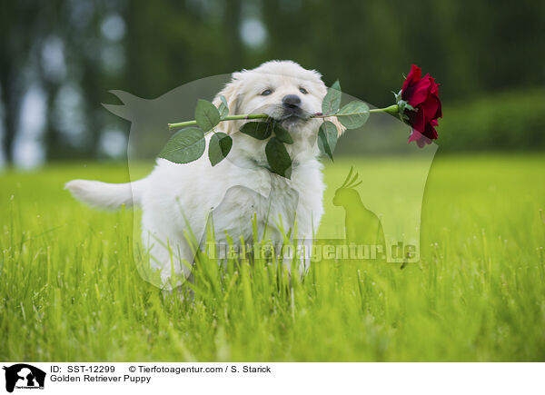 Golden Retriever Welpe / Golden Retriever Puppy / SST-12299