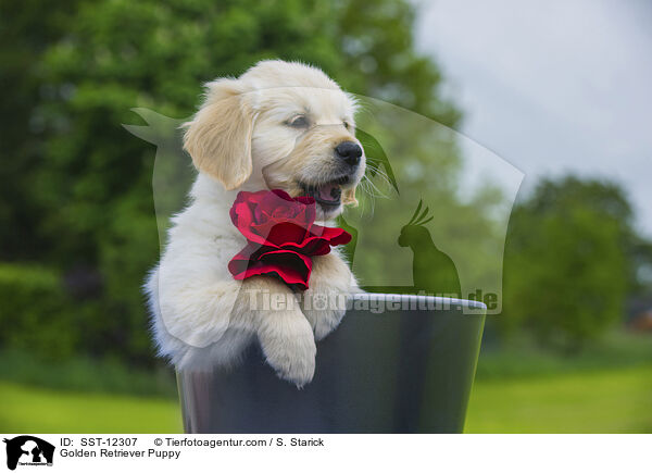Golden Retriever Welpe / Golden Retriever Puppy / SST-12307