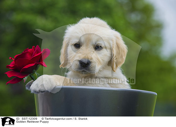 Golden Retriever Welpe / Golden Retriever Puppy / SST-12309