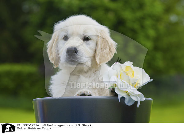 Golden Retriever Puppy / SST-12314
