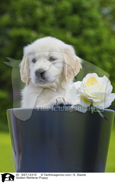 Golden Retriever Puppy / SST-12315