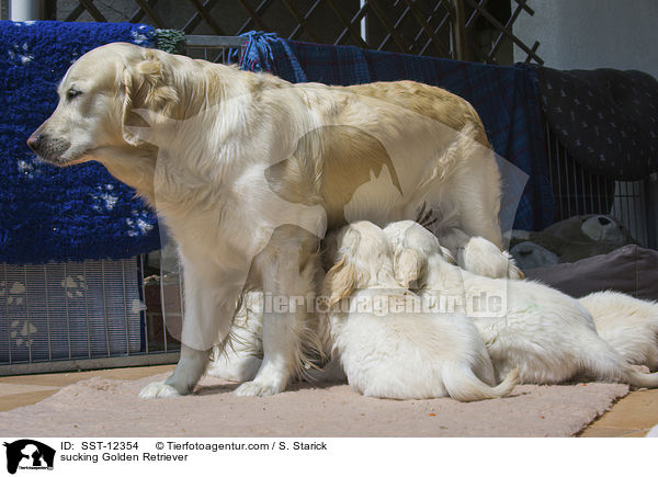 saugende Golden Retriever / sucking Golden Retriever / SST-12354