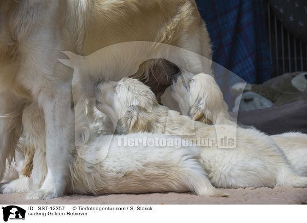 saugende Golden Retriever / sucking Golden Retriever / SST-12357