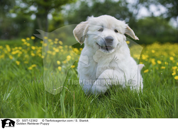 Golden Retriever Puppy / SST-12362
