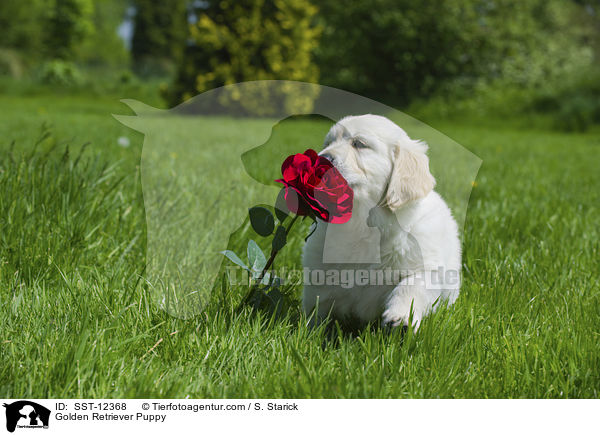 Golden Retriever Welpe / Golden Retriever Puppy / SST-12368