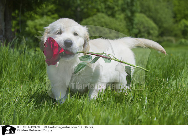 Golden Retriever Puppy / SST-12378