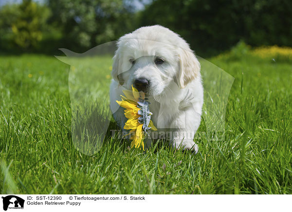 Golden Retriever Puppy / SST-12390