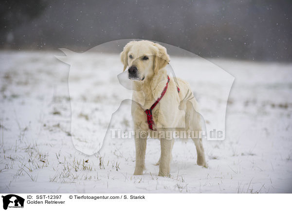 Golden Retriever / Golden Retriever / SST-12397